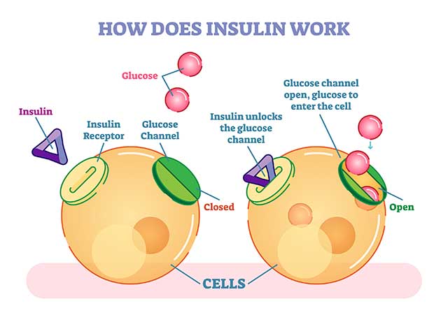 Infographic Showing How Insulin Works In the Body.